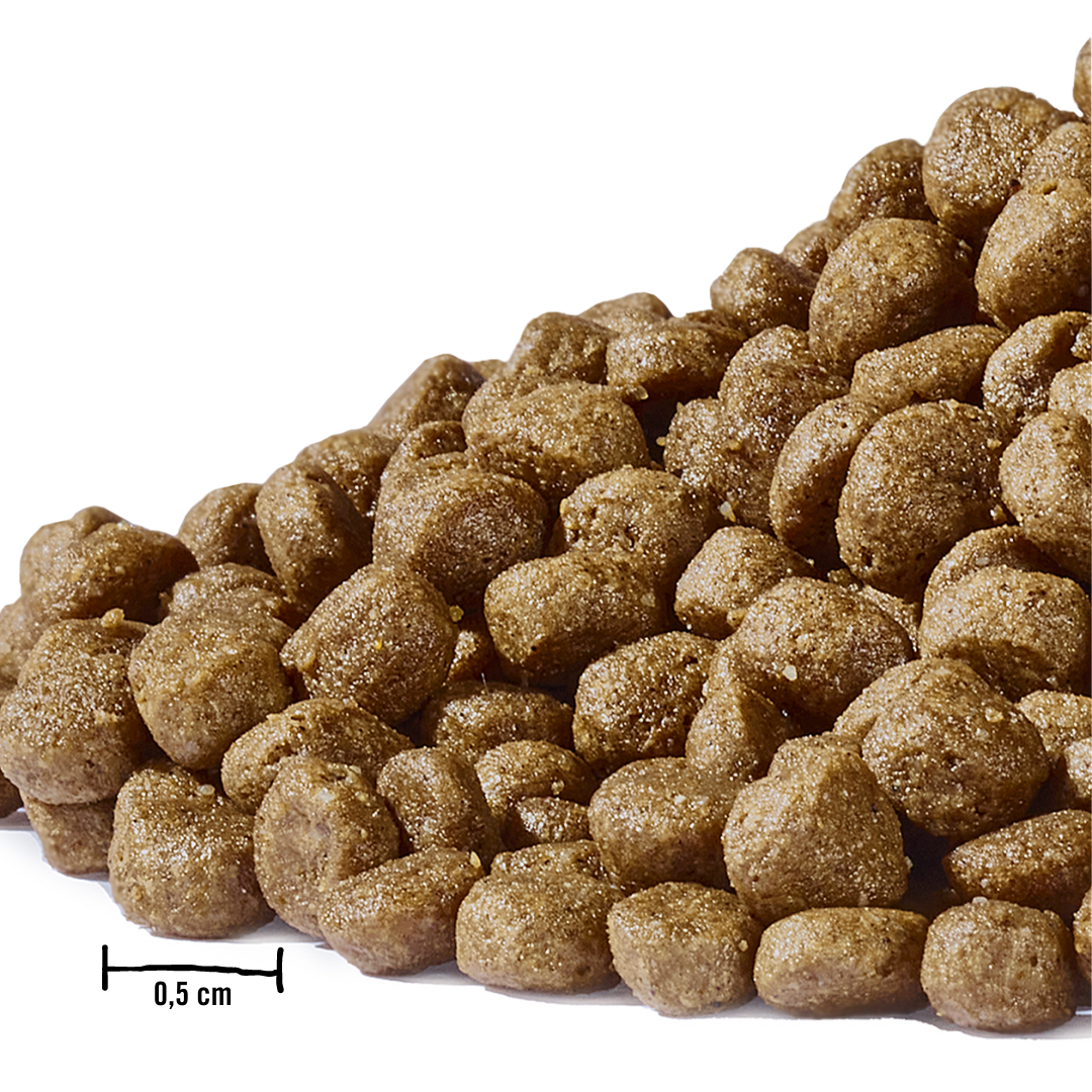 Dogs’n Tiger Junior Premium Katzenfutter, Flitzpiepe, Kitten Trockenfutter, Getreidefrei, Lachs & Truthahn