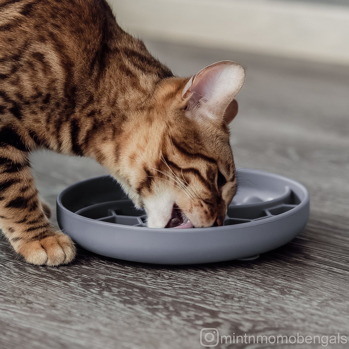 Anti-sling bowl for dogs and cats