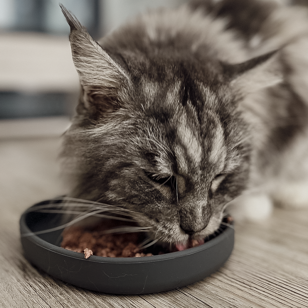 Cat Bowl – Silicone Shallow Whisker-Friendly