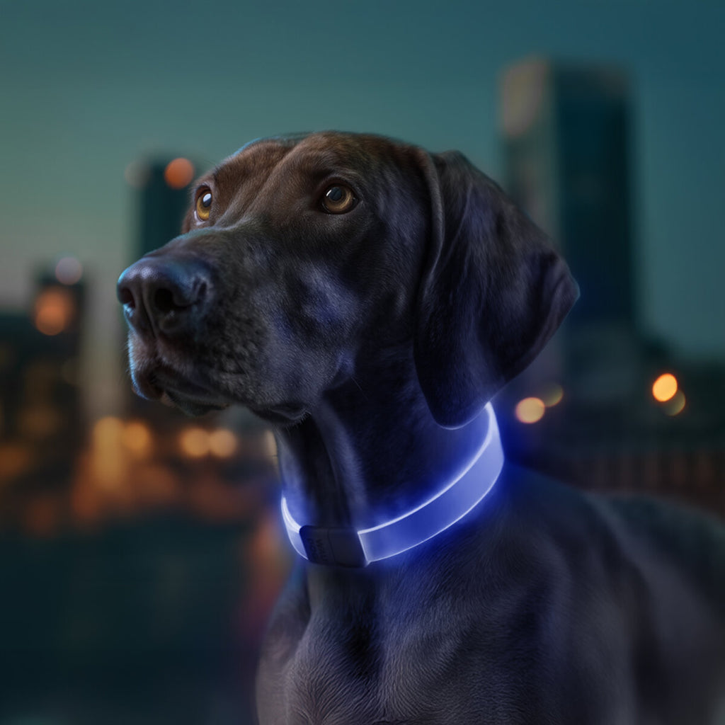 WAUDOG LED Light Up Dog Collar - RGB