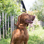 Hundehalsband aus Leder – Farbe Kamel