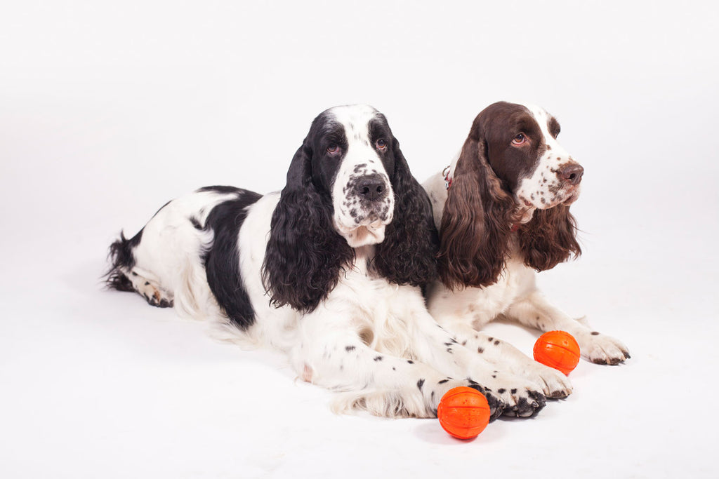 LIKER Pelota para perros – Juguete flotante ligero para perros activos