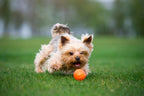 LIKER Pelota para perros – Juguete flotante ligero para perros activos