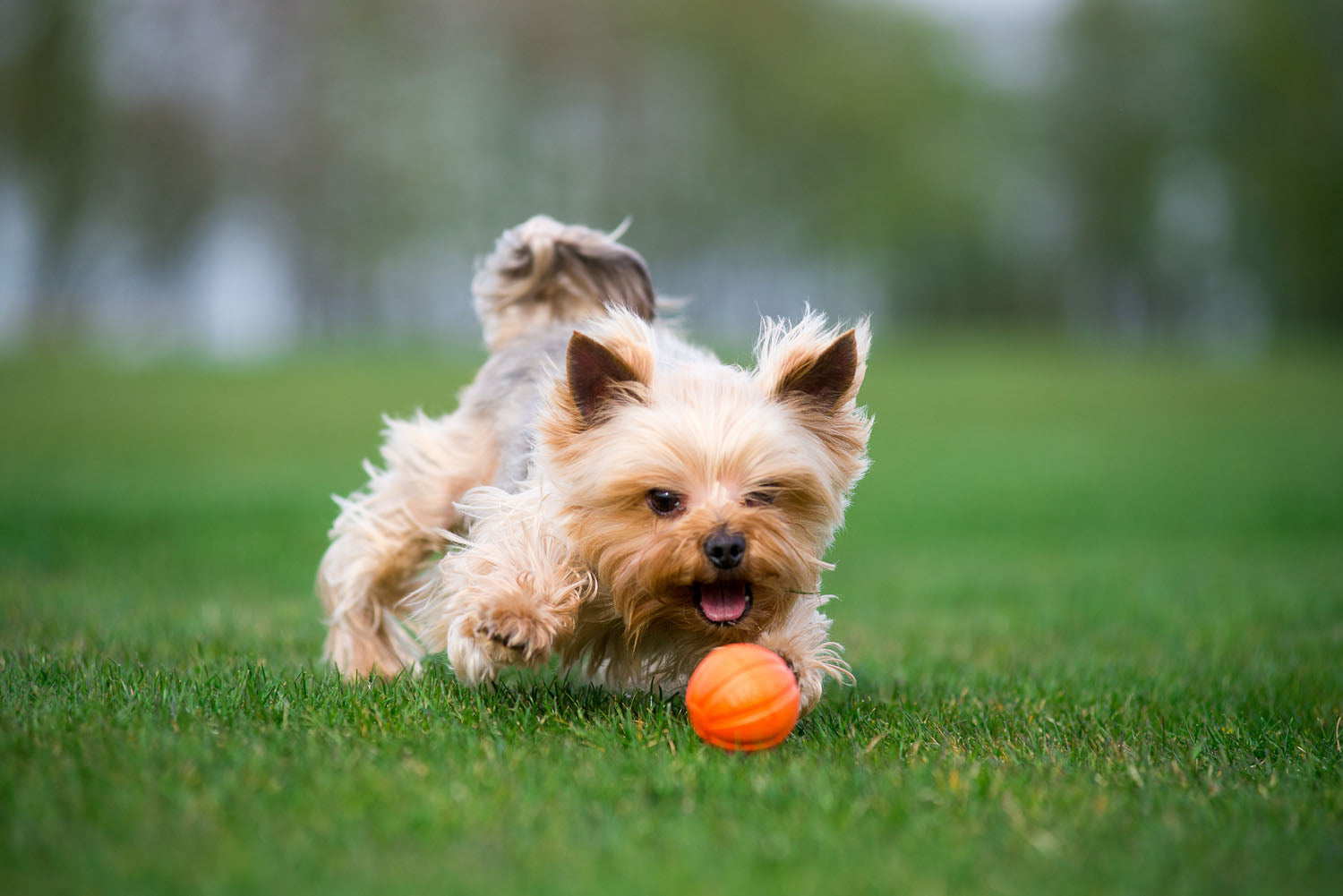 LIKER Pelota para perros – Juguete flotante ligero para perros activos