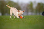 LIKER Pelota para perros – Juguete flotante ligero para perros activos