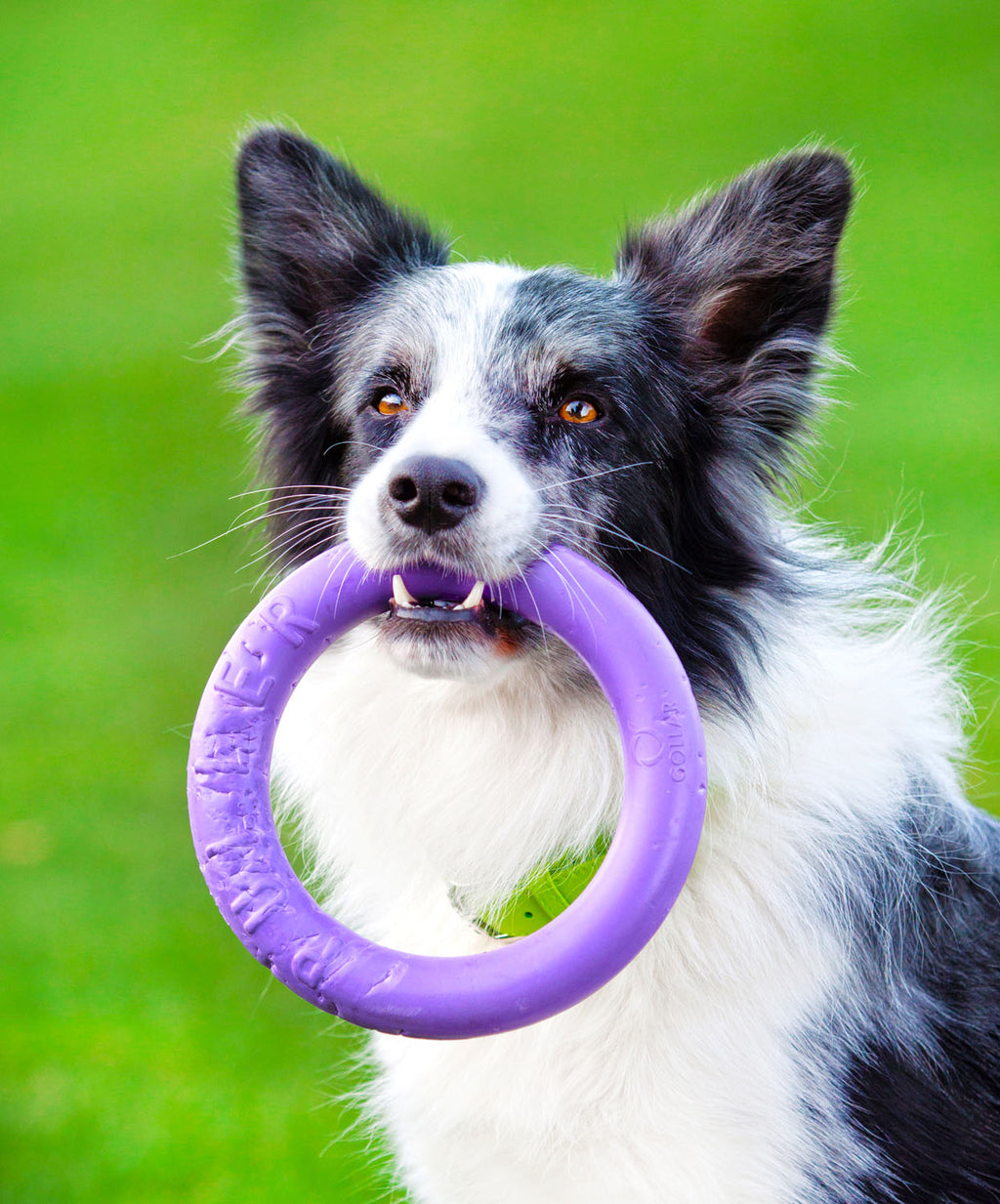 Juego de anillas de adiestramiento PULLER Midi para perros – Juguete de fitness versátil para perros medianos