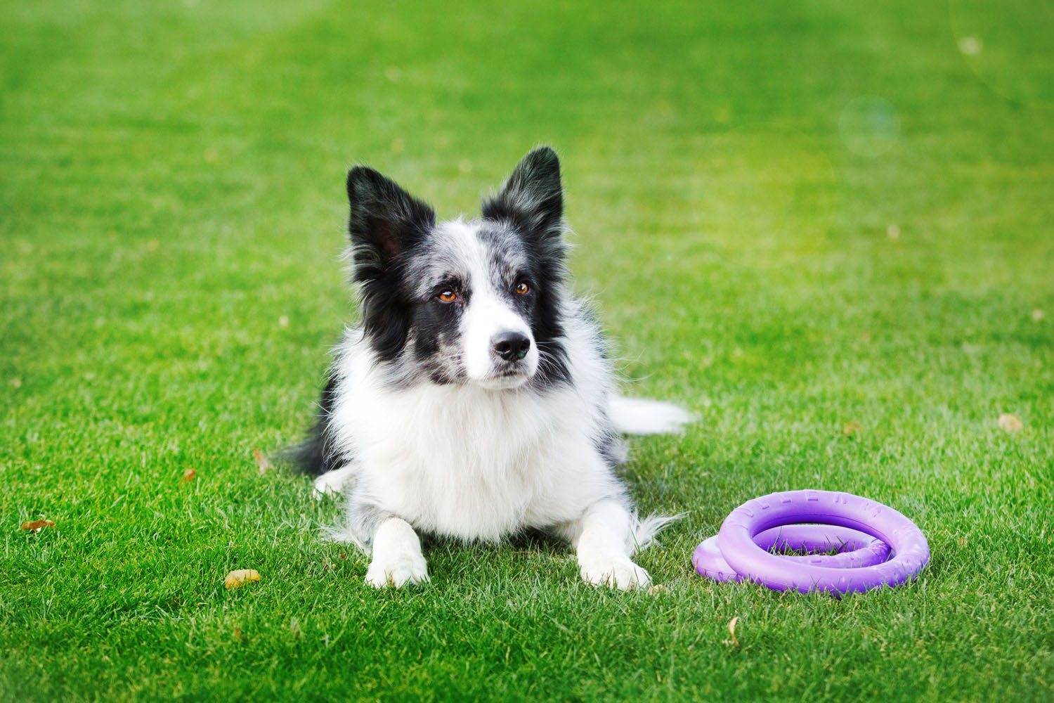 Juego de anillas de adiestramiento PULLER Midi para perros – Juguete de fitness versátil para perros medianos