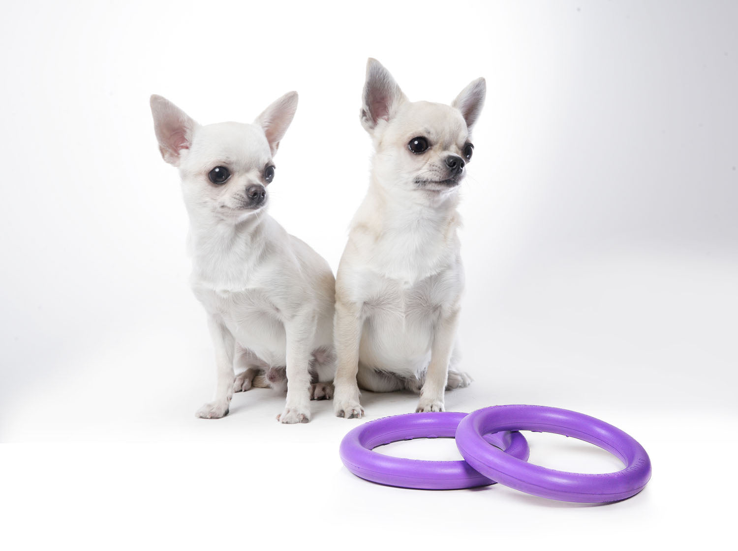 Juego de Anillos de Entrenamiento para Perros PULLER Micro – Juguete de Fitness Ultraligero para Cachorros y Razas Pequeñas
