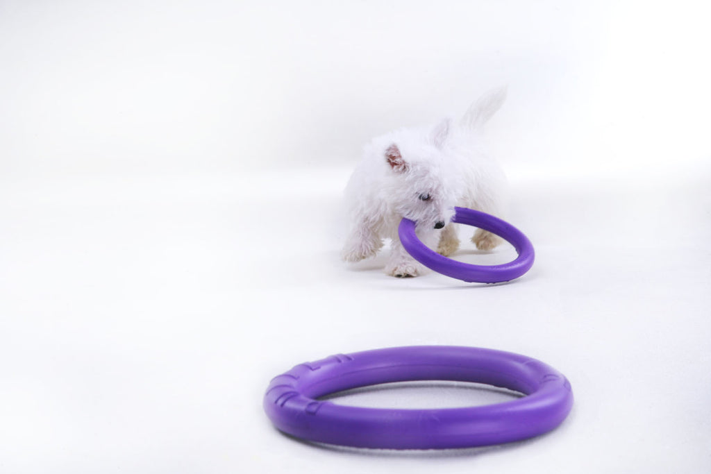 Juego de Anillos de Entrenamiento para Perros PULLER Micro – Juguete de Fitness Ultraligero para Cachorros y Razas Pequeñas