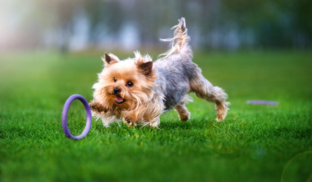 Juego de Anillos de Entrenamiento para Perros PULLER Micro – Juguete de Fitness Ultraligero para Cachorros y Razas Pequeñas