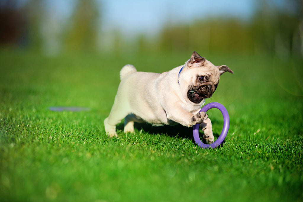 Juego de Anillos de Entrenamiento para Perros PULLER Micro – Juguete de Fitness Ultraligero para Cachorros y Razas Pequeñas