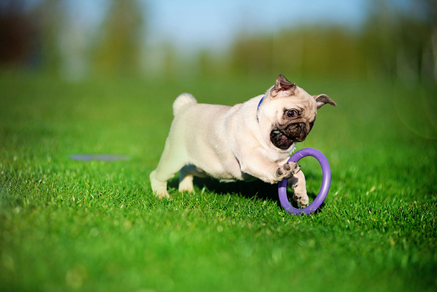 Juego de Anillos de Entrenamiento para Perros PULLER Micro – Juguete de Fitness Ultraligero para Cachorros y Razas Pequeñas