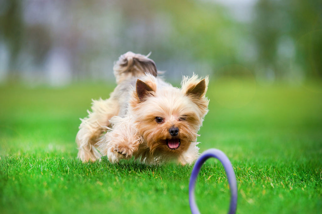 Juego de Anillos de Entrenamiento para Perros PULLER Micro – Juguete de Fitness Ultraligero para Cachorros y Razas Pequeñas