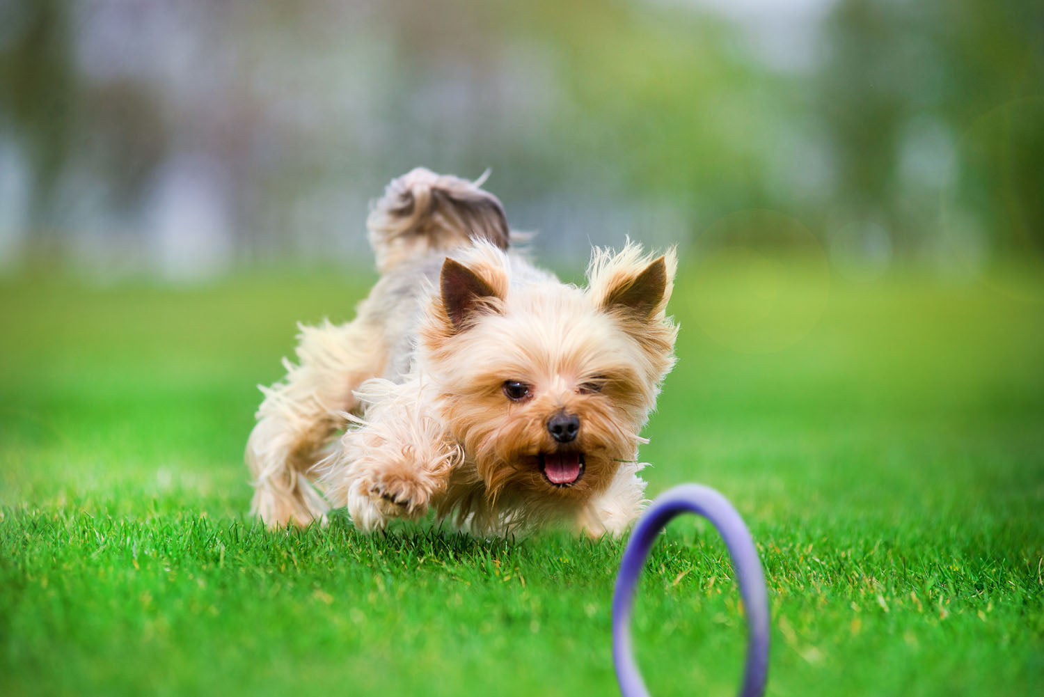 Juego de Anillos de Entrenamiento para Perros PULLER Micro – Juguete de Fitness Ultraligero para Cachorros y Razas Pequeñas