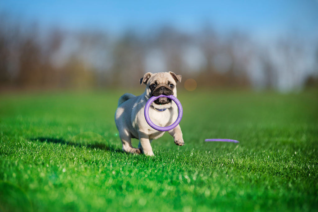 Juego de Anillos de Entrenamiento para Perros PULLER Micro – Juguete de Fitness Ultraligero para Cachorros y Razas Pequeñas