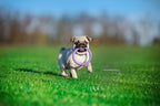 Juego de Anillos de Entrenamiento para Perros PULLER Micro – Juguete de Fitness Ultraligero para Cachorros y Razas Pequeñas