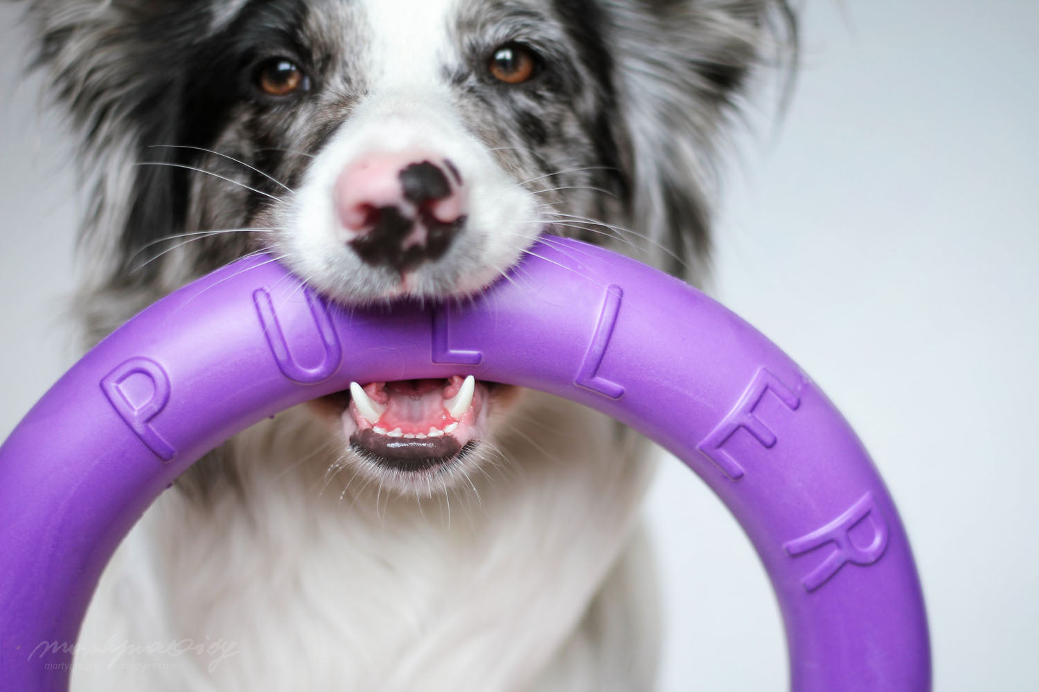 Juego de Anillos PULLER Estándar para Entrenamiento de Perros – Juguete Profesional de Fitness para Perros Medianos y Grandes