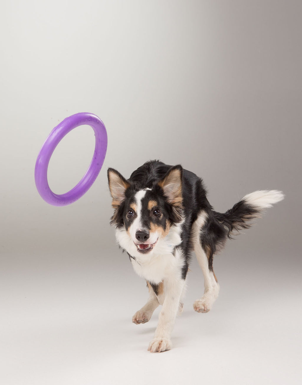 Juego de Anillos PULLER Estándar para Entrenamiento de Perros – Juguete Profesional de Fitness para Perros Medianos y Grandes
