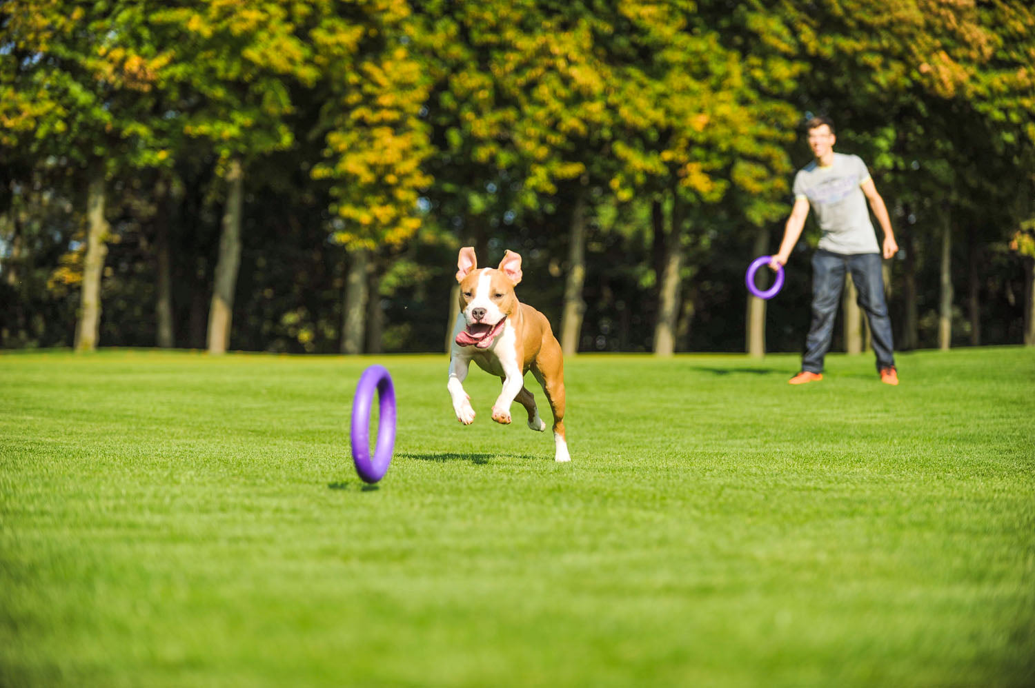 Juego de Anillos PULLER Estándar para Entrenamiento de Perros – Juguete Profesional de Fitness para Perros Medianos y Grandes