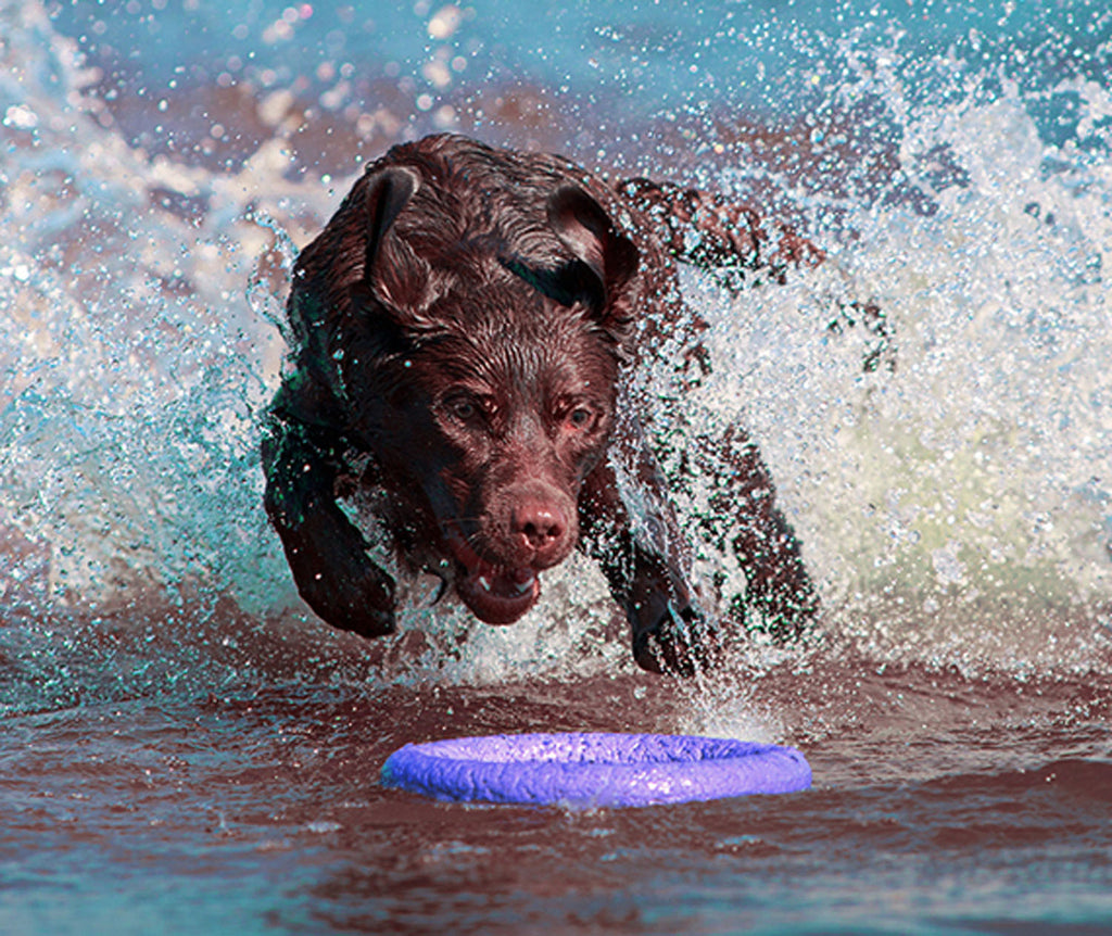Juego de Anillos PULLER Estándar para Entrenamiento de Perros – Juguete Profesional de Fitness para Perros Medianos y Grandes