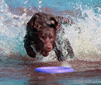Juego de Anillos PULLER Estándar para Entrenamiento de Perros – Juguete Profesional de Fitness para Perros Medianos y Grandes