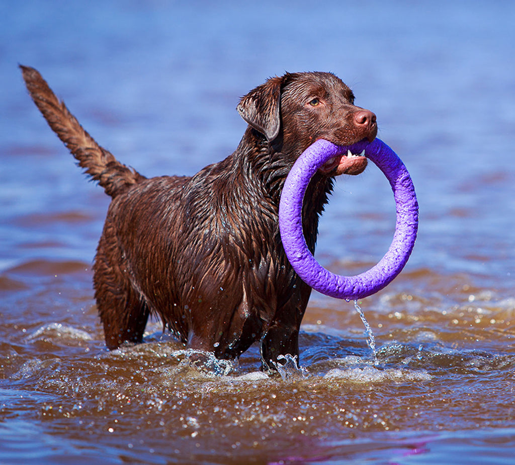 Juego de Anillos PULLER Estándar para Entrenamiento de Perros – Juguete Profesional de Fitness para Perros Medianos y Grandes