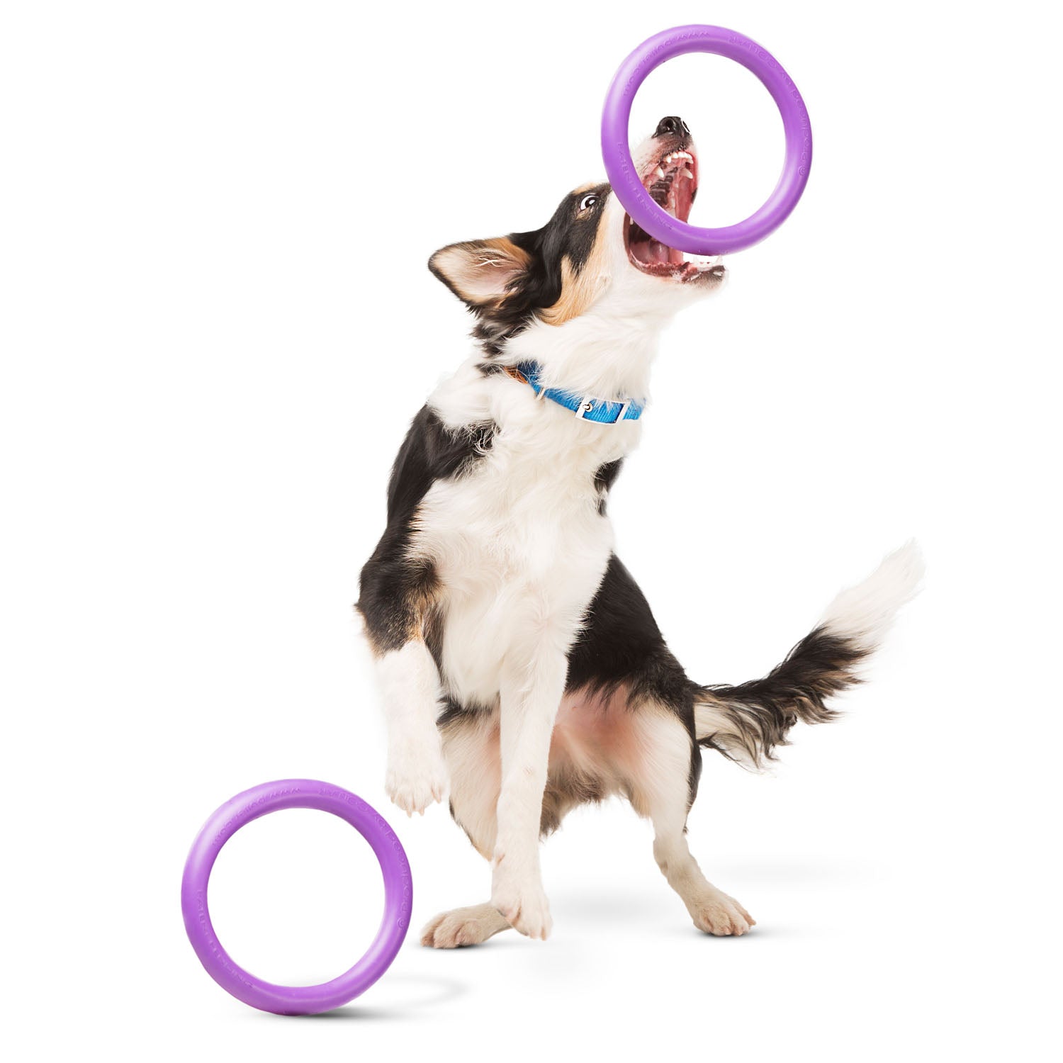 Juego de aros de entrenamiento PULLER Mini para perros – Juguete ligero de fitness para perros pequeños y cachorros