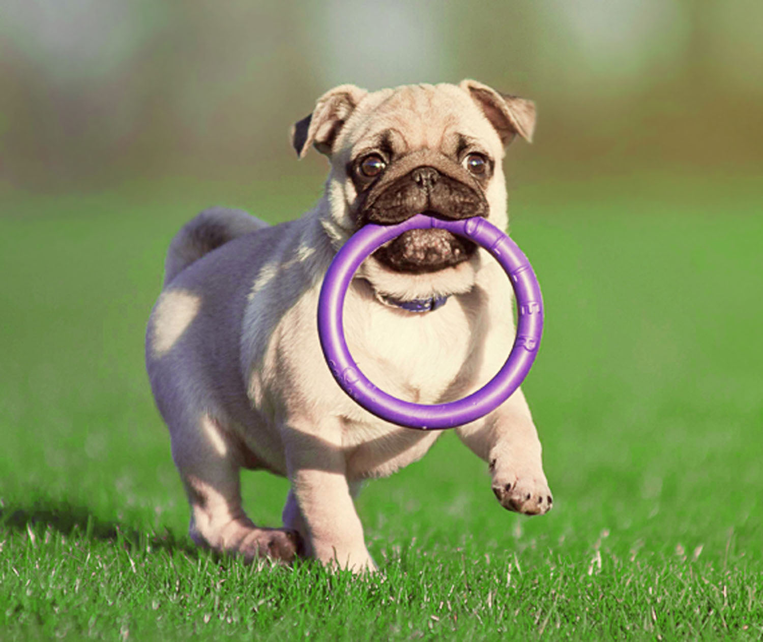 Juego de aros de entrenamiento PULLER Mini para perros – Juguete ligero de fitness para perros pequeños y cachorros