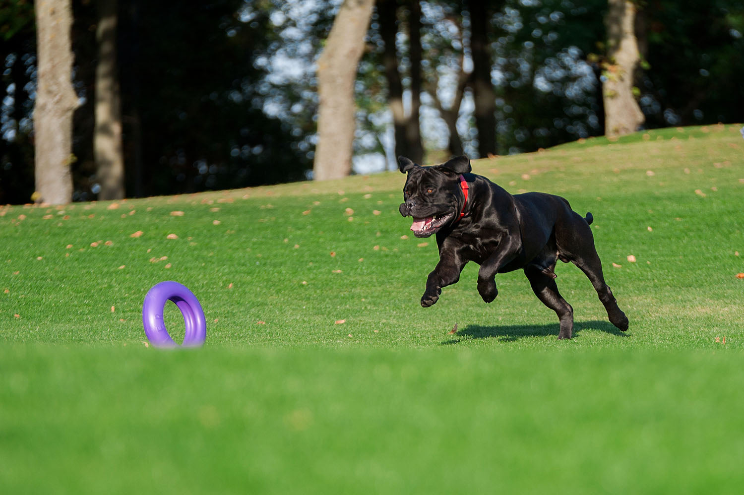 Juego de Anillos de Entrenamiento para Perros PULLER Maxi – Juguete Profesional de Fitness para Perros Grandes