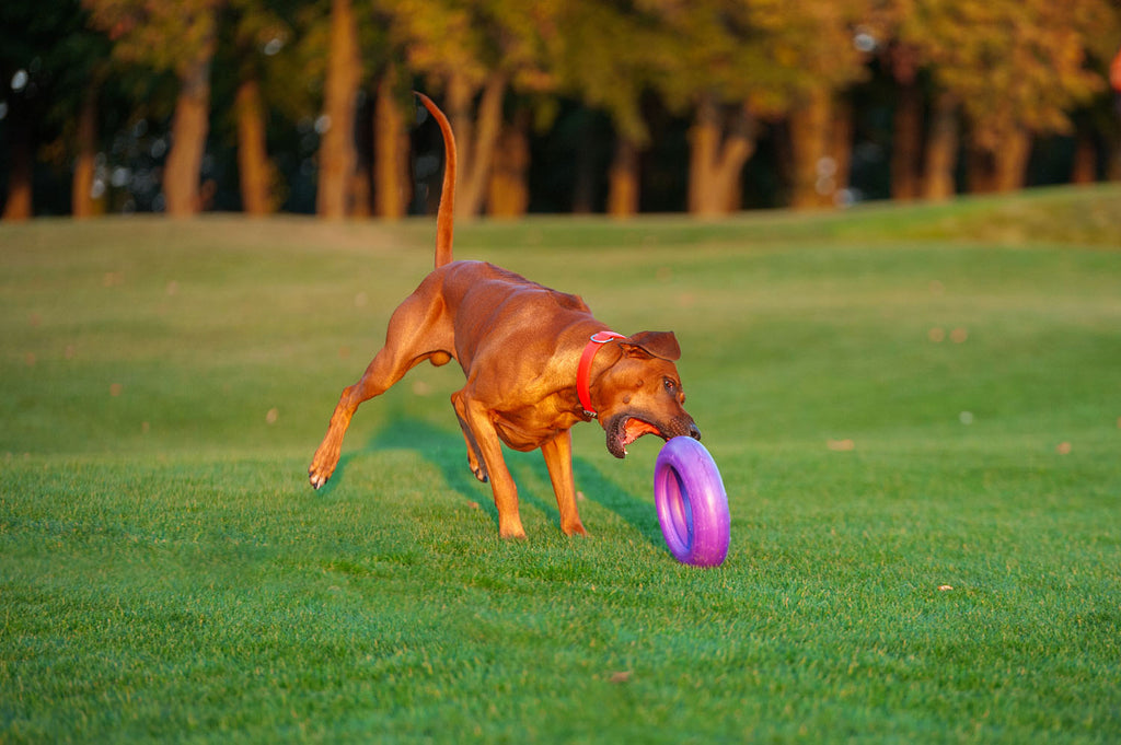 Juego de Anillos de Entrenamiento para Perros PULLER Maxi – Juguete Profesional de Fitness para Perros Grandes