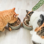 Ceramic double -food bowl with bamboo tap i 2er
