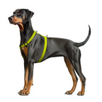 WAUDOG Magnet Dog H-Harness with QR Passport - Lemon