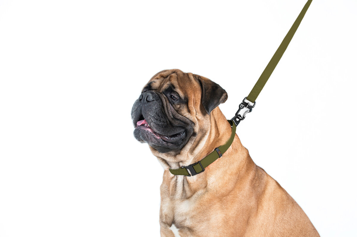 EVOLUTOR Dog Leash - Khaki