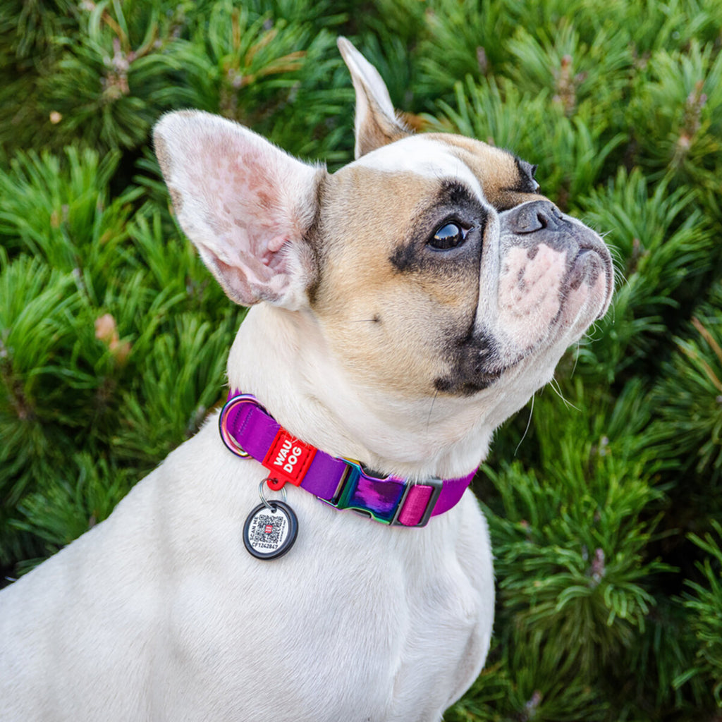WAUDOG Nylon Dog Collar with QR Passport - Gradient - Purple