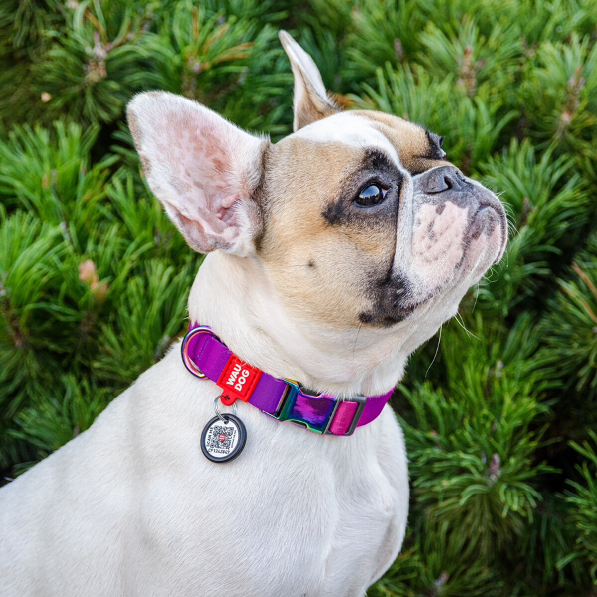 WAUDOG Nylon Dog Collar with QR Passport - Gradient - Purple