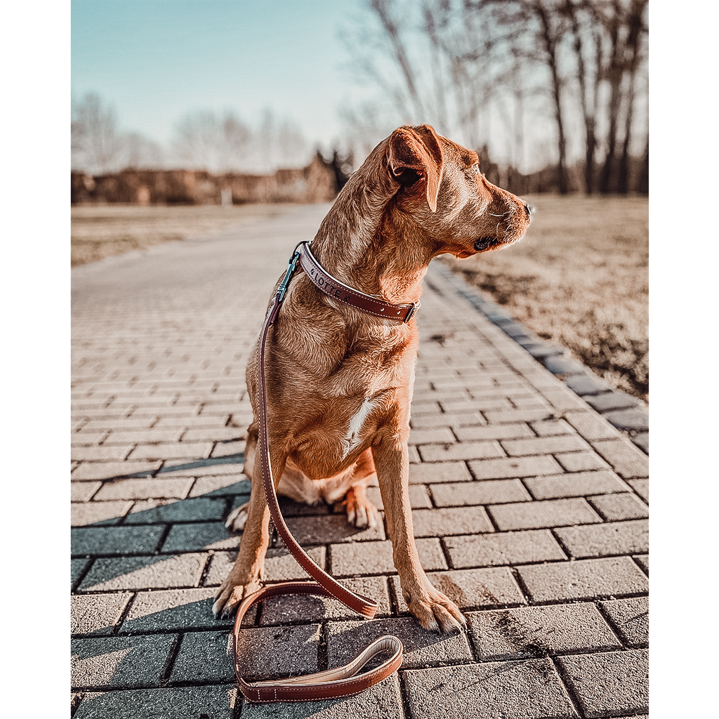 Hundehalsband- und Leinen-Set – Veganes Leder Braun & Beige