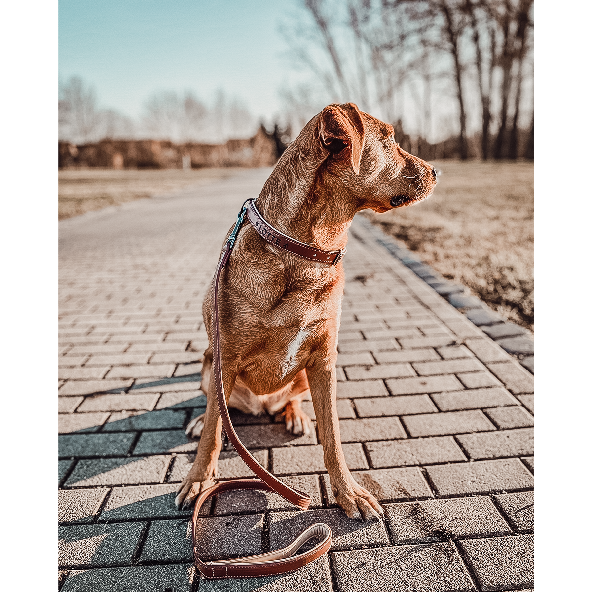 Hundehalsband- und Leinen-Set – Veganes Leder Braun & Beige
