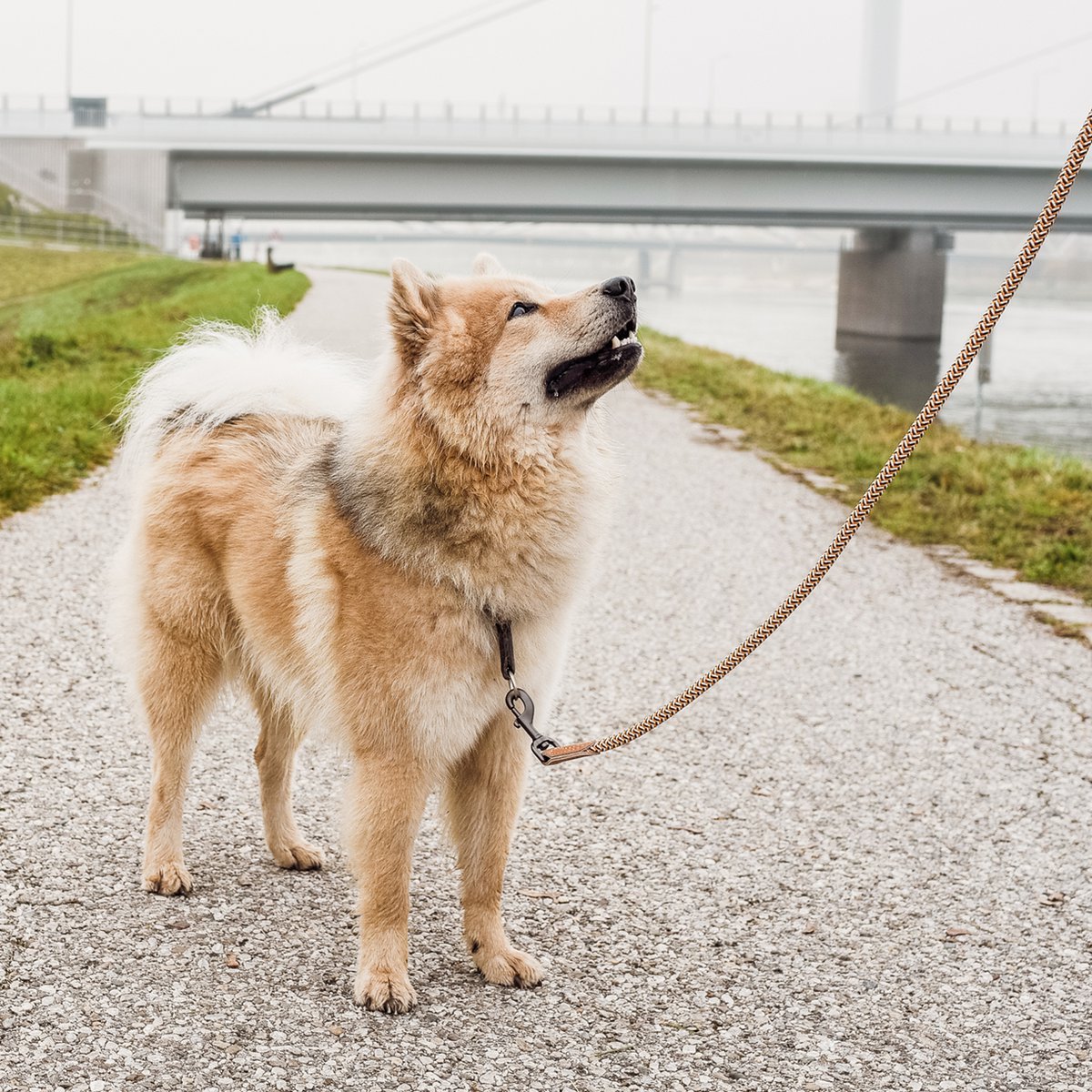 Correa de Cuerda para Perro – Estilo Urbano (120 cm)