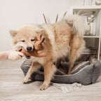 Peluche de Perro con Chifle – Conejo