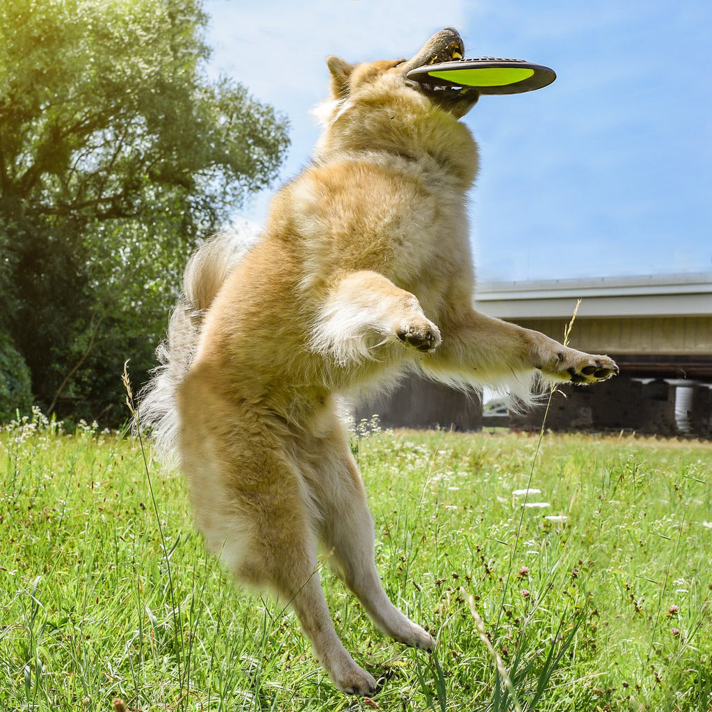 Frisbee para perros – Flotante de larga distancia