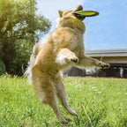 Frisbee para perros – Flotante de larga distancia