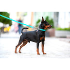 WAUDOG Waterproof Dog Collar with QR Passport - Menthol