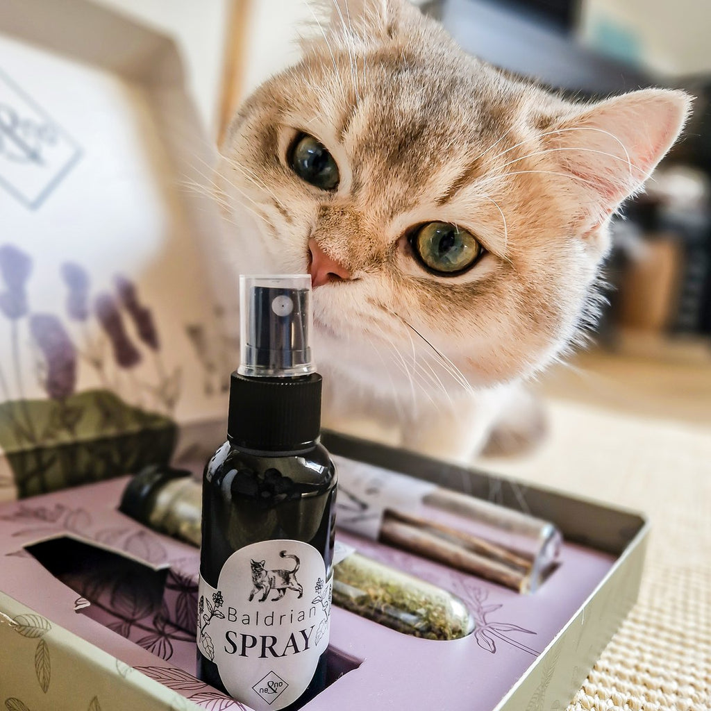 Juego de regalo de bienestar para gatos – Hierba gatera, spray de valeriana y palitos de matatabi