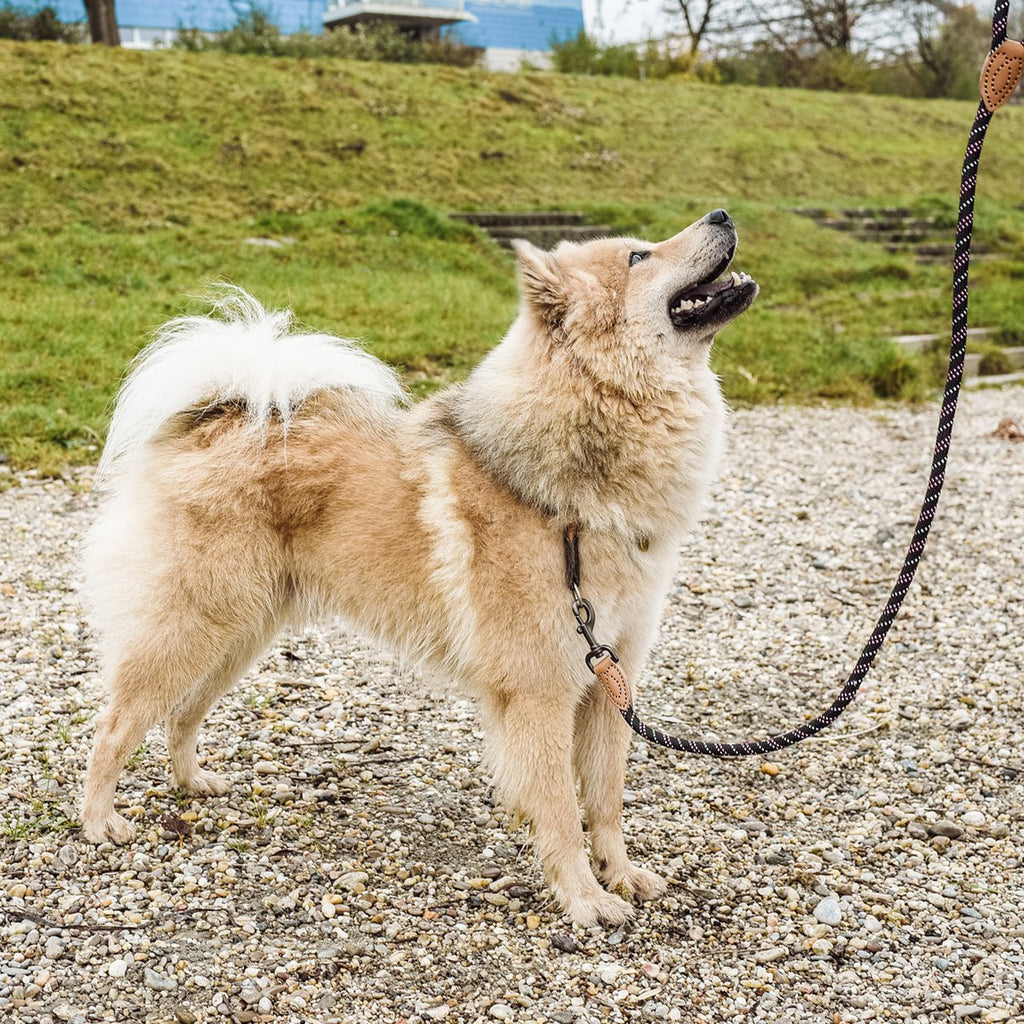 Correa de Cuerda para Perro – Estilo Urbano (120 cm)