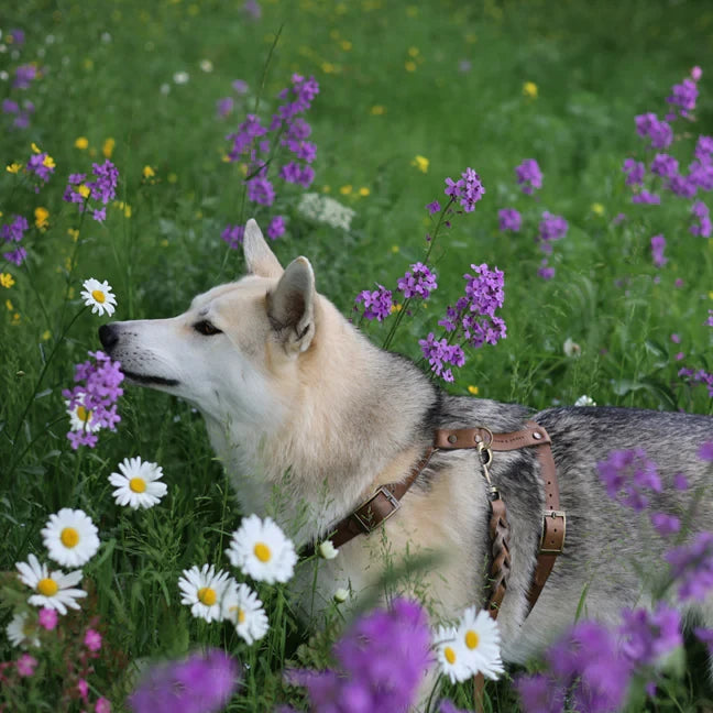 Verstellbares gedrehtes Hundehalsband aus Leder – Stone