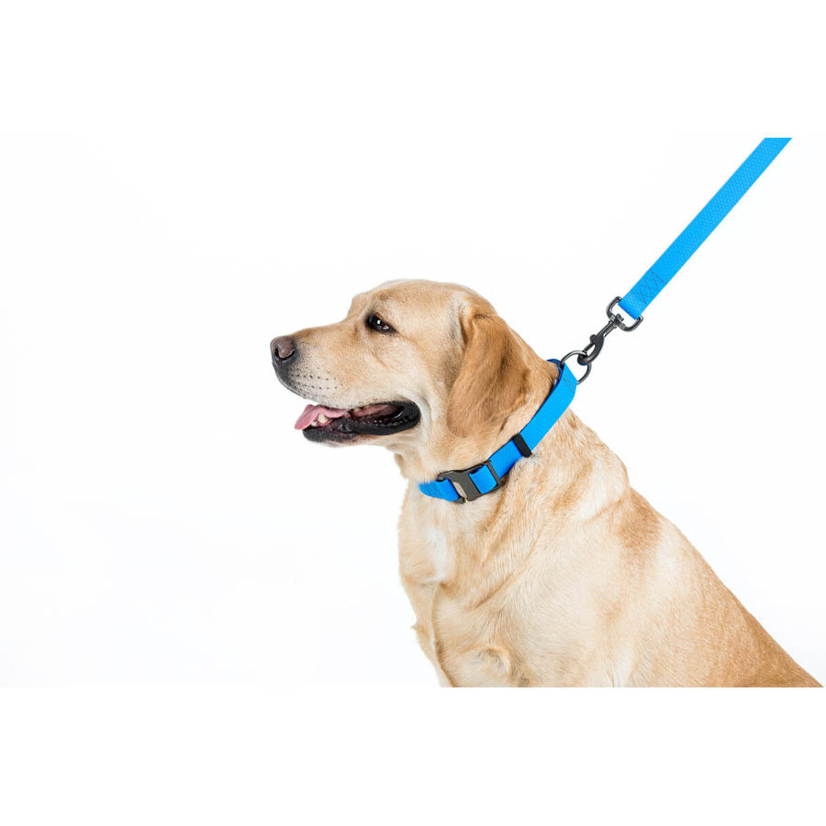 WAUDOG Waterproof Dog Leash - Blue