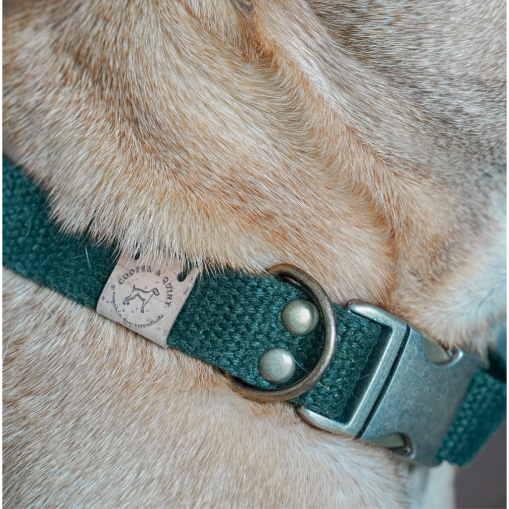 Hundehalsband – Hanf (Waldgrün)