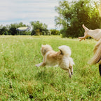 Frisbee para perros – Flotante de larga distancia