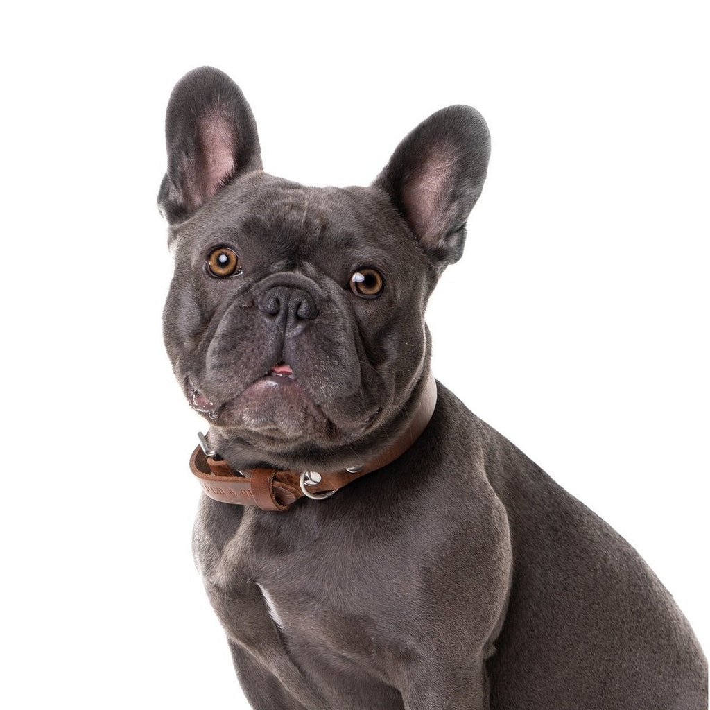 Hundehalsband aus Leder – Braun