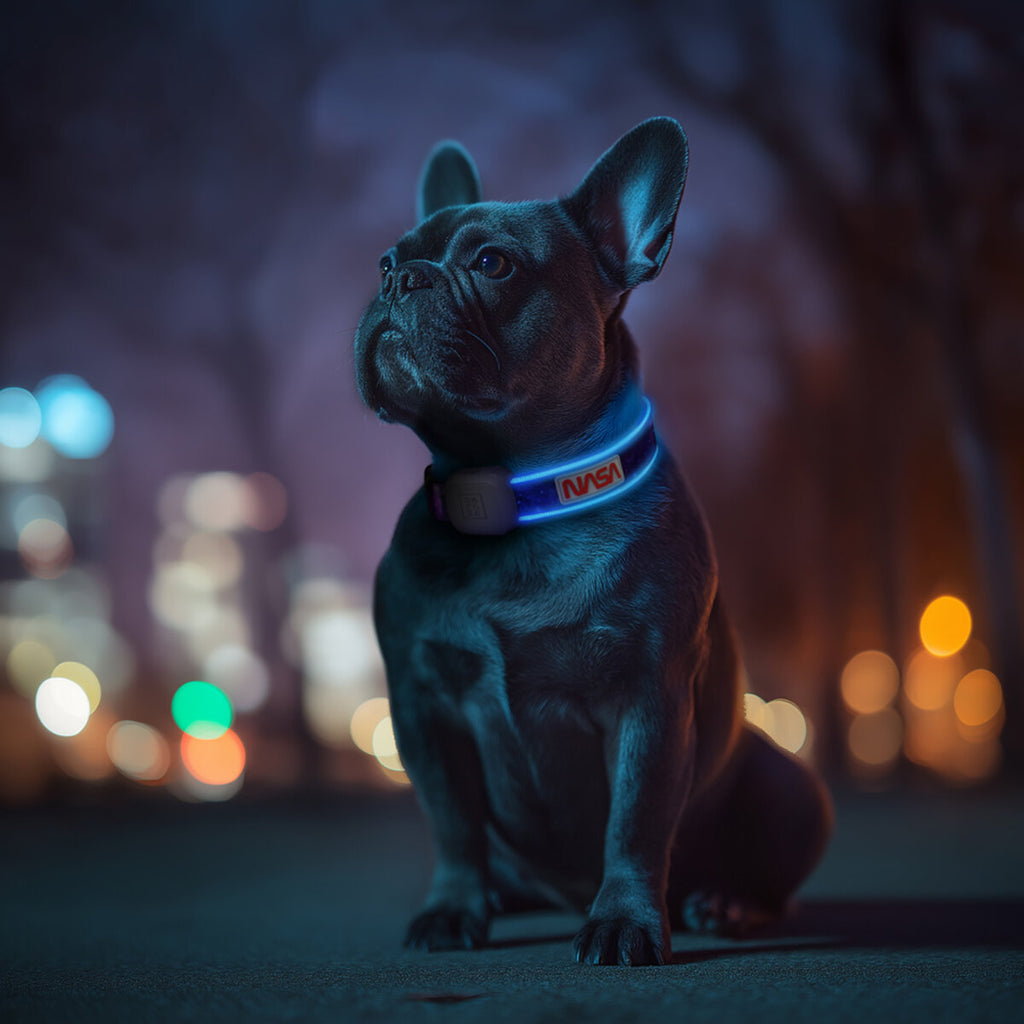 WAUDOG LED Light Up Dog Collar - NASA21